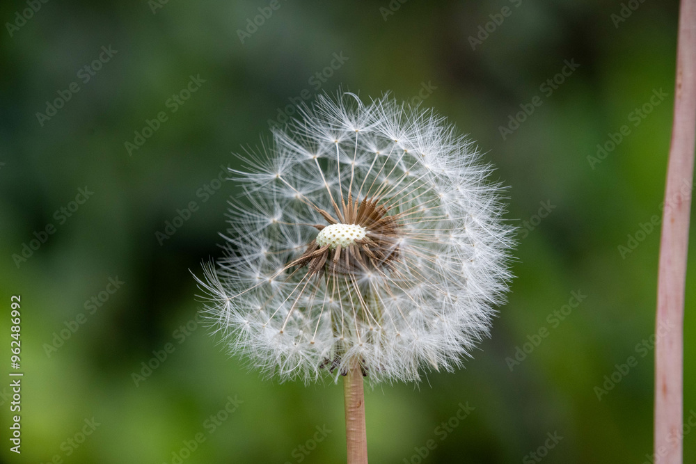 Fototapeta premium dandelion head
