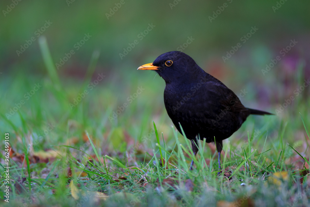Male common blackbird (Turdus merula) in a garden. Male common blackbird (Turdus merula) in a garden.