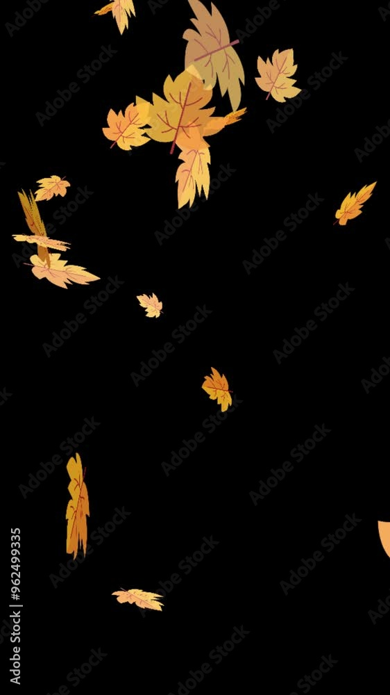 Falling Maple Autumn Leaves On An Isolated Black Background Loop