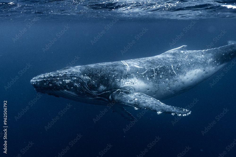 Fototapeta premium Whale in the water