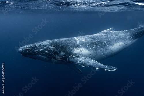 Whale in the water 