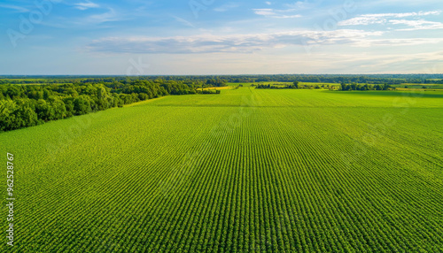 Aerial view of lush green farmland under a clear blue sky, showcasing agricultural landscape and crop patterns.