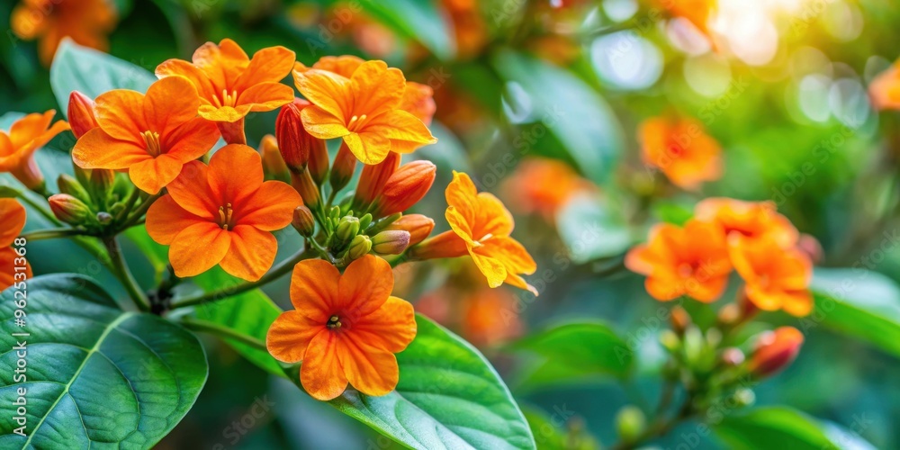Vibrant Cordia sebestena flowers blooming in a garden, Cordia sebestena, flowers, garden, vibrant, blooming, red, tropical