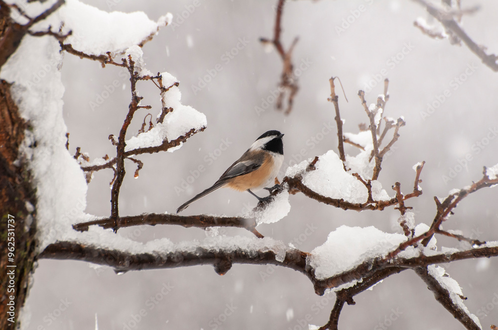 Black-capped Chickadee on snow covered branch in winter storm Black-capped Chickadee on snow covered branch in winter storm