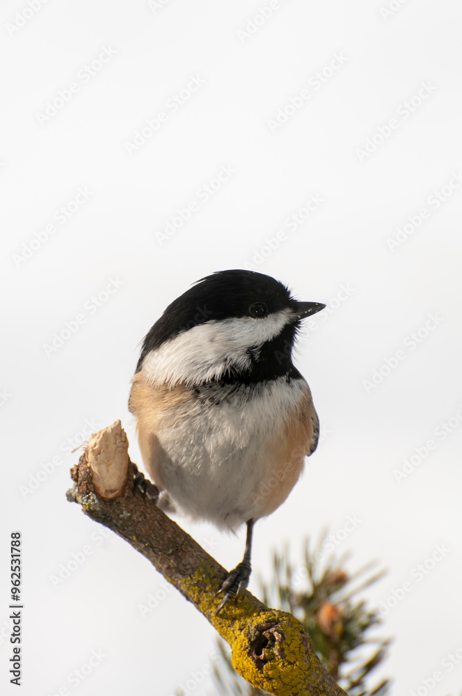 Fototapeta premium Black-capped Chickadee with white background
