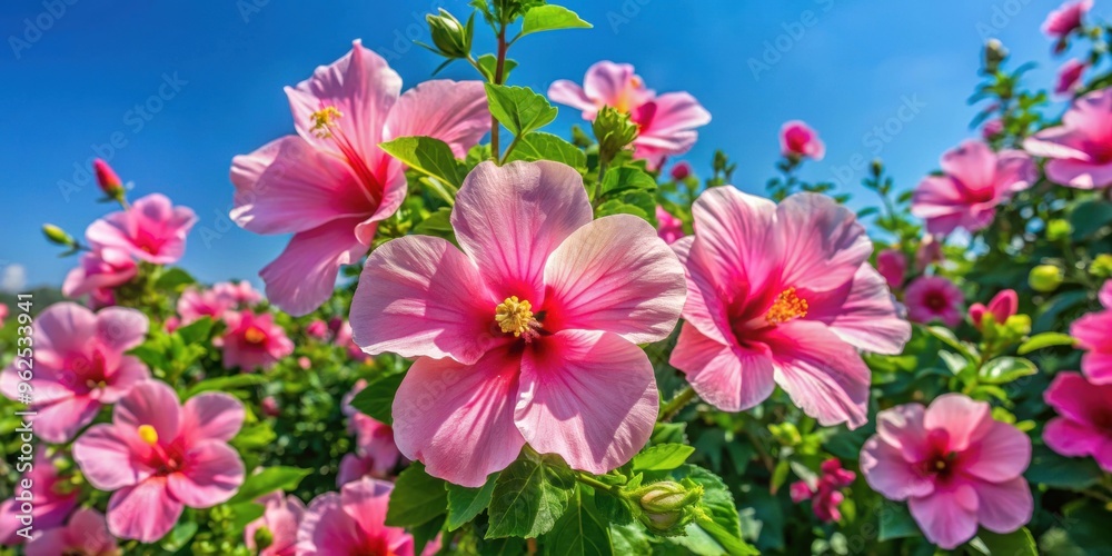Large pink hibiscus flowers blooming on a bush in a garden with a blue ...