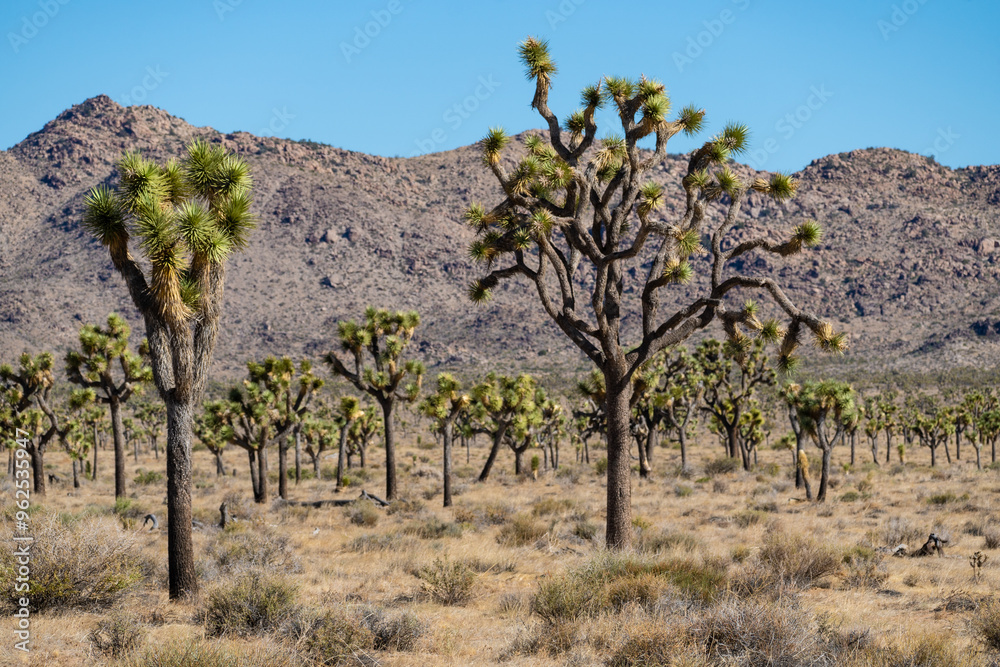 Fototapeta premium Trees in desert in front of mountains and blue sky