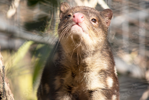 Spotted-tailed Quolls are marsupials which have rich red to dark brown fur and covered with white spots on the back which continue down the tail. photo