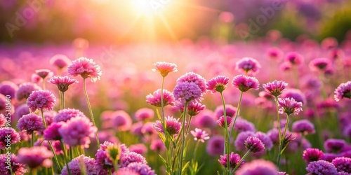 Field of pink and purple flowers basking in the sunlight , flowers, pink, purple, field, sun, shining, bright, scattered, peaceful