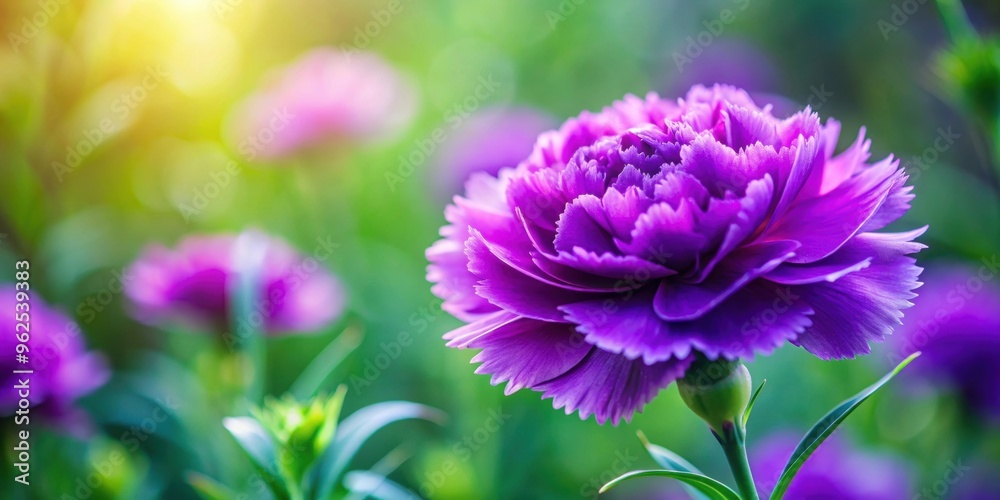 Fototapeta premium Vibrant violet carnation flowers blooming in a garden, violet, carnation, flower, garden, flora, petal, plant, nature