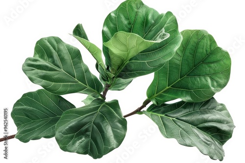 Fiddle Leaf Fig, foliage detail, realistic style, dark green, isolated on white background