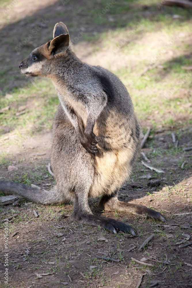 The swamp wallaby has dark brown fur, often with lighter rusty patches on the belly, chest and base of the ears. The swamp wallaby has dark brown fur, often with lighter rusty patches on the belly, chest and base of the ears.