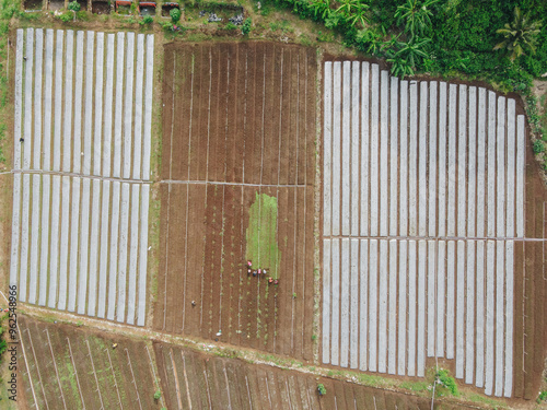 Aerial view of agricultural rice fields for cultivation in Yogyakarta area, Indonesia.