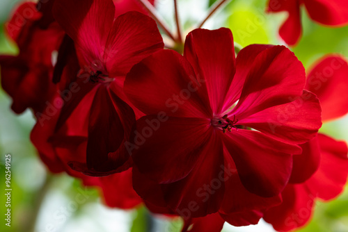 Red geranium flower, floral background.
