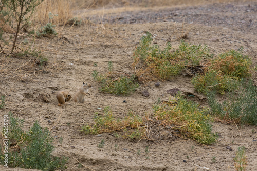 gerbil in the Kazakh steppe zone on the banks of the Ili Rive photo