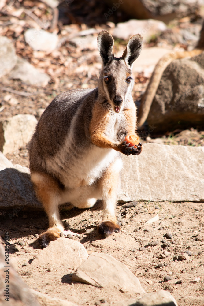 The Yellow-footed Rock-wallaby is brightly coloured with a white cheek stripe and orange ears. The Yellow-footed Rock-wallaby is brightly coloured with a white cheek stripe and orange ears.