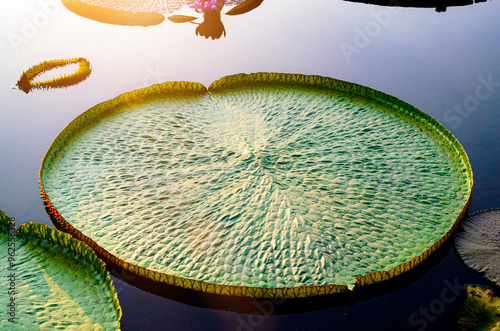 Giant Heart shaped Lily Pads before sunset
