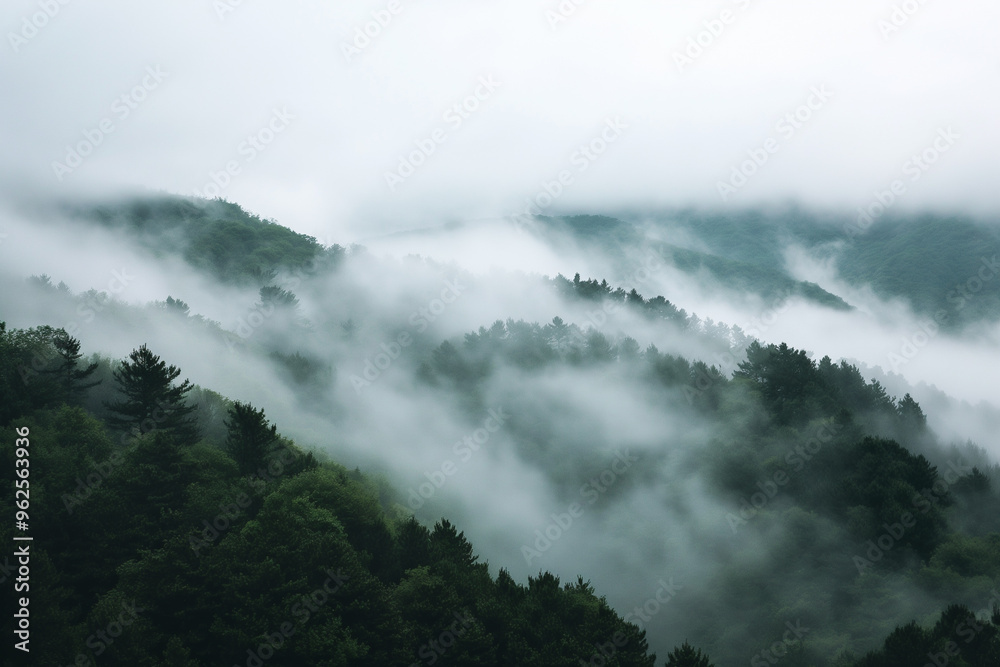 Obraz premium Misty mountains. High mountains and forest. Clouds rise above the forest. Landscape. 