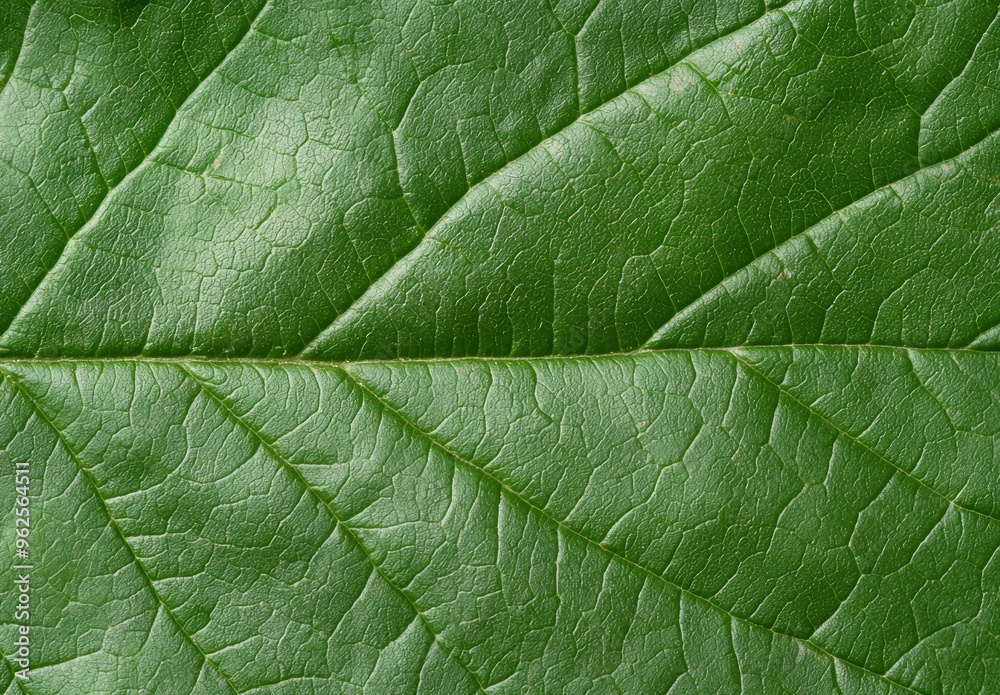 Detailed macro view of a green leaf texture Detailed macro view of a green leaf texture