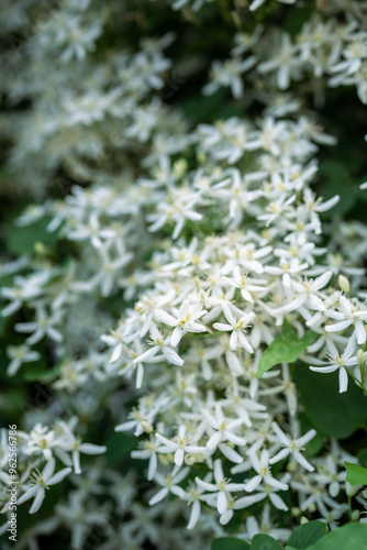 Small flowers and buds of white blooming Clematis Recta flammula in garden at summer, soft focus.  photo