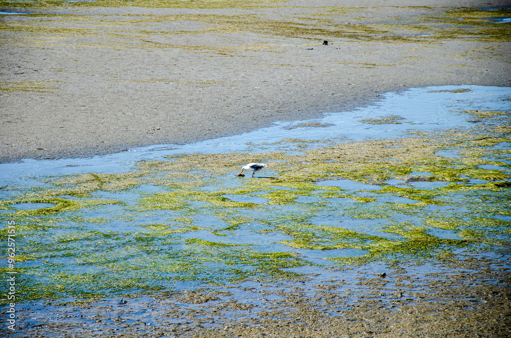 Seagull eating a crab from the Seaweeds filled water during low tide in semiahmoo bay waterfront at White Rock, Surrey, BC, Canada Seagull eating a crab from the Seaweeds filled water during low tide in semiahmoo bay waterfront at White Rock, Surrey, BC, Canada