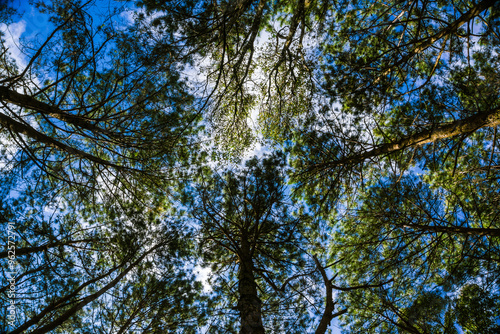 Pine green tree branch forest nature background blue sky