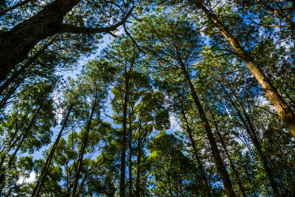 Fototapeta premium Pine green tree branch forest nature background blue sky