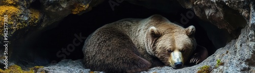 Wallpaper Mural Bear curled up in a deep, shadowy cave with subtle textures of moss and lichen on the cave walls, emphasizing natural habitats Torontodigital.ca