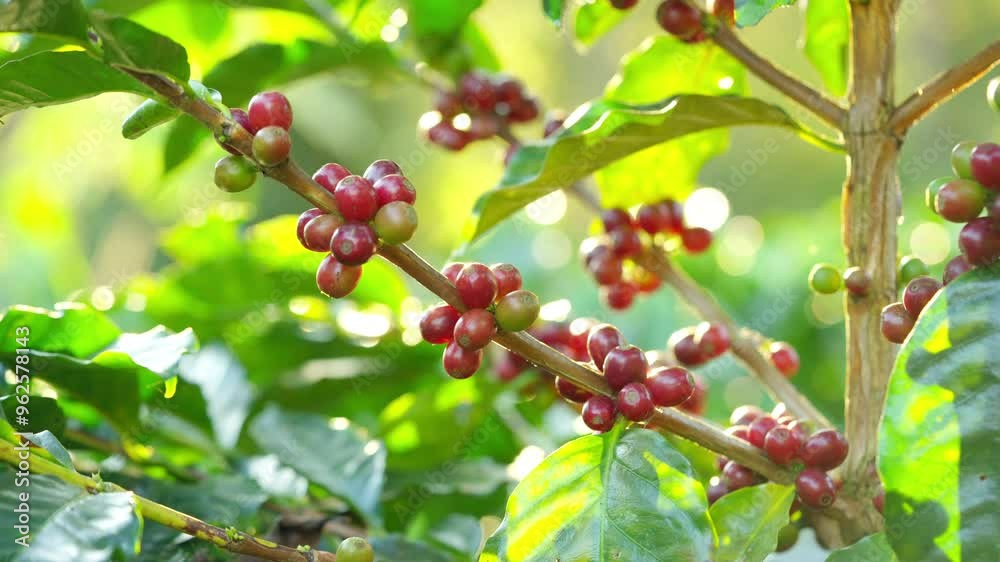 Red ripe cherry berries coffee beans on coffee tree in coffee plantation background. Farmer growing and harvesting coffee bean in farm on the mountain. Food and drink business and industry concept. Red ripe cherry berries coffee beans on coffee tree in coffee plantation background. Farmer growing and harvesting coffee bean in farm on the mountain. Food and drink business and industry concept.