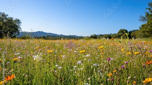 A wide-open meadow with wildflowers in full bloom, under a clear blue sky.