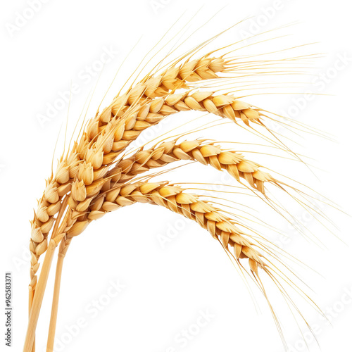 ears of wheat