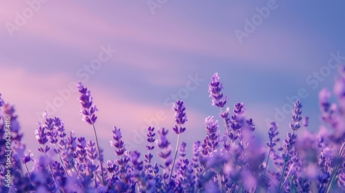 Lavender Field Under a Pastel Sky