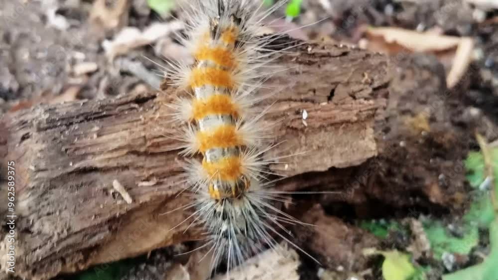 Macro close up of caterpillar with yellow and black body with spikes on wood Macro close up of caterpillar with yellow and black body with spikes on wood