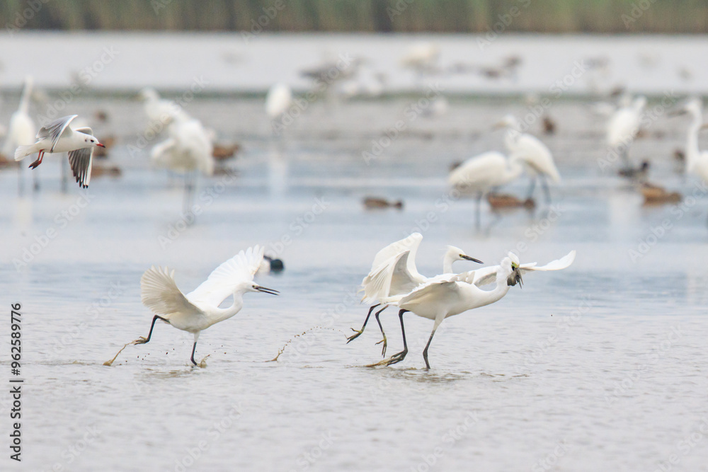 Egrets Chasing Each Other Over a Fish Egrets Chasing Each Other Over a Fish