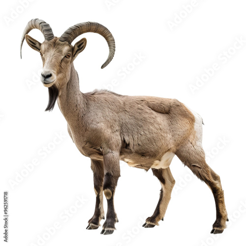 mountain goat isolated on white