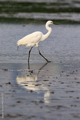 A Graceful Egret Wading Through Shallow Water