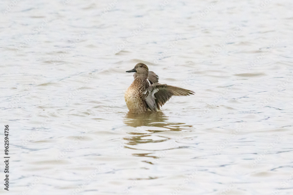 A Graceful Moment: Green-Winged Duck Stretching Its Wings A Graceful Moment: Green-Winged Duck Stretching Its Wings