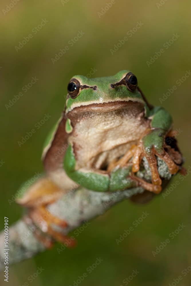Obraz premium Hyla arborea. Zona Somport (Huesca)