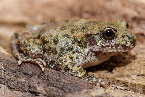 Sapo partero común Alytes obstetricans photo