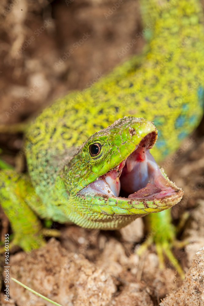 Lagarto ocelado (Timon lepidus) Ablitas town. Navarre. Spain