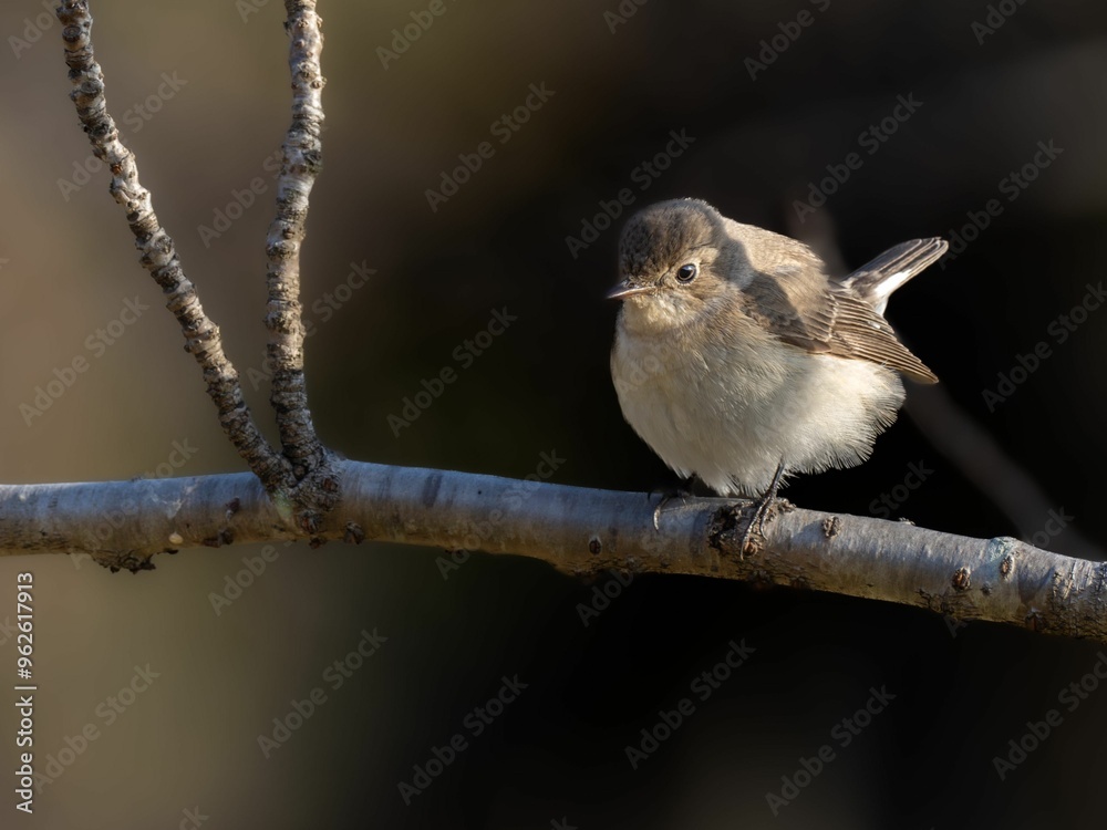 Fototapeta premium 森の中で枝に留まって周りを見渡しているニシオジロビタキの雌