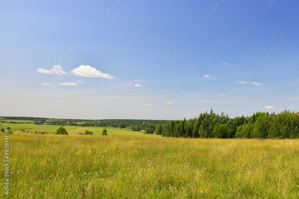 Fototapeta premium Meadow Landscape Background