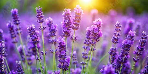 Close up of vibrant purple lavender flowers blooming in a summer garden   lavender  flowers  purple  garden  blooming
