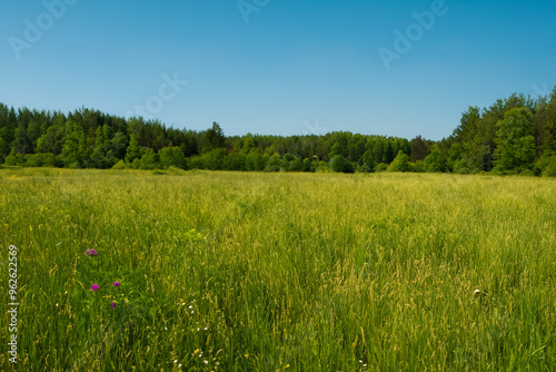 Meadow Landscape Background