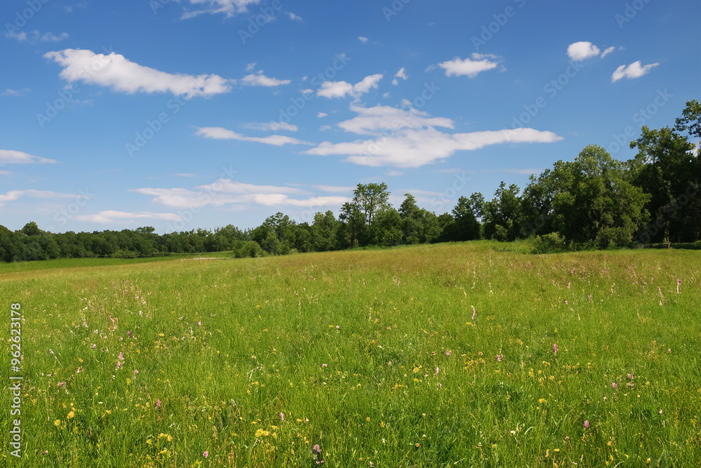 Meadow Landscape Background
