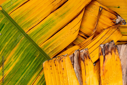 Colorful Banana leaf in backlit by the sunlight. Abyssinian or Ethiopian black banana 'Maurelii'  photo