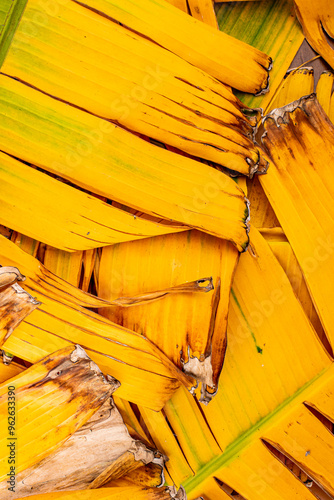 Colorful Banana leaf in backlit by the sunlight. Abyssinian or Ethiopian black banana 'Maurelii'  photo