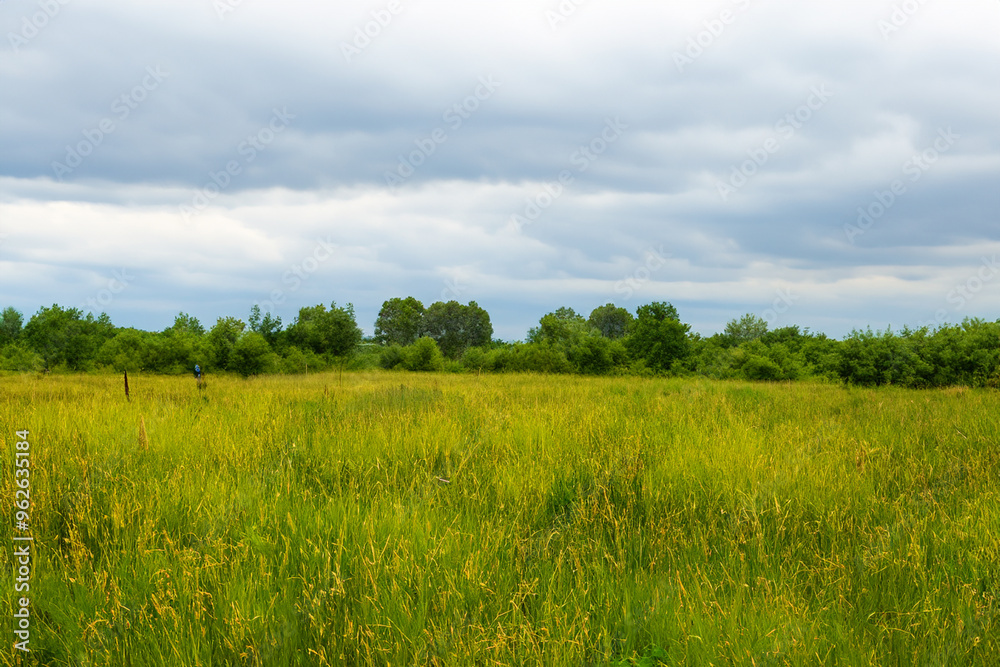 Meadow Landscape Background Meadow Landscape Background