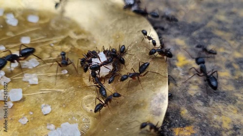 Black ants family eating sweet sugar prasad on a brass plate moving around photo