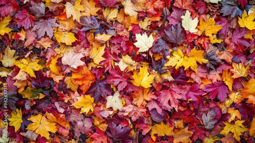 A forest ground covered in fallen autumn leaves of red, orange, and yellow, creating a colorful and textured natural carpet A forest ground covered in fallen autumn leaves of red, orange, and yellow, creating a colorful and textured natural carpet